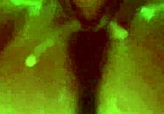 Fetish teen babe gets gaping butt fucked with blowjob and cum in mouth.