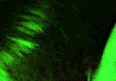 Quickie with young wife, then she squirts in my face