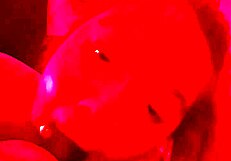 i'm 20yr old lexi cheating on my husband with a big black cock, deepthroating and swallowing cum