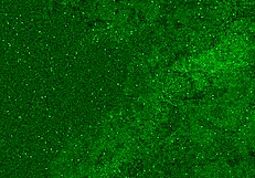 Can two horny girlfriends blow their neighbor?