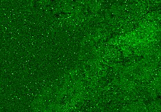 Can two horny girlfriends blow their neighbor?