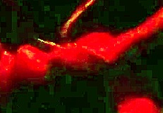 is your wife giving pussy at the gloryhole in barra da tijuca swing house?