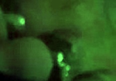 Intense tranny deepthroat sucking in the hotel room with shemale blowjob.