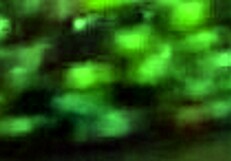 vika, the russian young woman, gives a blowjob in a homemade setting