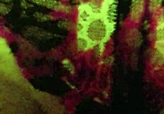 wife teases cock with wet pussy and ass