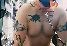 gaywolf is big mastino