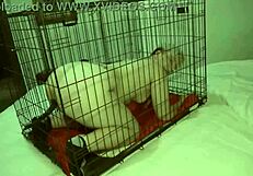 violet coxx ftm puppy sex in kinky ranch roleplay