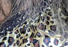 Latina Peruvian amateur gets oral and squirting in homemade gangbang banging