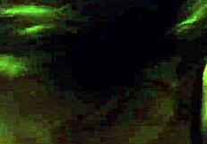 cheating gf blows her shaved pussy and tight ass