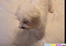 Brookeskye and asian babe, are you ready for lingerie pussy play?