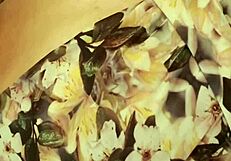 Is This Novinha Moaning So Deliciously During Homemade Masturbation and Cum Play? Part 1!