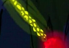 otherpics compilation vol 2: mistress phone hypnosis tricks