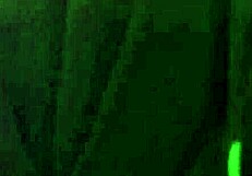 amateur video recorded on january 30 2016 at 03 54 06