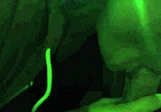 Amateur video from 2016