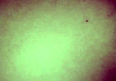 Homemade close up anal plug in lover's ass amateurs