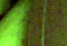 She gets her wet pussy pounded by a monster cock.