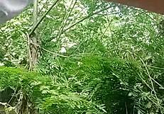 Young woman masturbates in the river unaware of the voyeur watching