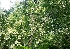 Young woman masturbates in the river unaware of the voyeur watching