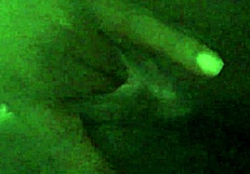 Black Pussy Squirting