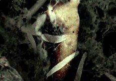 Vintage 19th Century Pornography Featuring Legal Age Teens