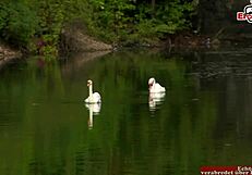 Skinny brunette and busty blonde get wild in lesbian sex