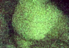 Cumslut bunny loves snow facial intensely