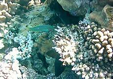 naughty milf mariaold flashes huge natural tits and shaved pussy outdoors