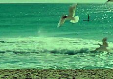 german babe ashley dark gets wild fucking on balcony