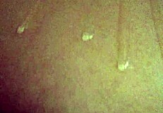 Quarantine Turns Oily Horny Brownie Into A Teasing Ass Adventure - Or Is It Just Lonely Fun?