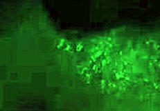 Exciting porn animations!