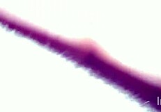 Latina Neighbor Gets Anal Fuck