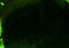 latina slut worships brazilian feet