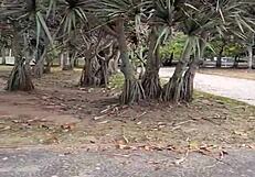 Austrian twink walks in Flamengo landfill then bathes at home