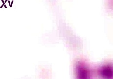 Can Anna de Ville handle 10 guys in triple anal gangbang?