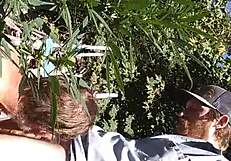 Hot Suck And Fuck In 420 Patch!