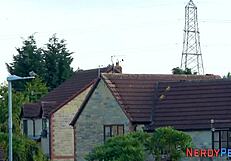 Is This British Amateur Sucking Yorkshire Dick?