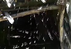 Risky Outdoor Blowjob and Big Cock Action with Mya in Wild Compilation