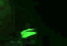 Sally Marz Loves To Suck Dick!