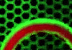 All natural maggie green plays with bright green sex toy