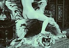 Vintage Animalation Collection