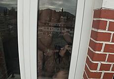 i'm horny bunny gettin big carrot in my holes