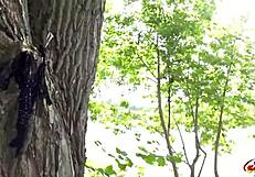 जर्मन स्काउट - कर्वी वेंडी मार्वेल की बड़ी नेचुरल चूचियां पब्लिक पिकअप कास्टिंग में धमाल