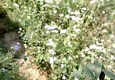 देसी भाभी की जंगल मे चुदाई