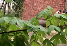 Smoking Hot Blonde Babe Craves Outdoor Threesome Blowjob Action