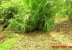 मेरी BBW बीवी जंगल भागी और खुद को बचा लिया