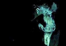 Exploring Vintage Pornography's Wonderful World