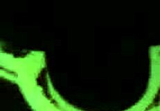 she sucks my dick like a pro porn star