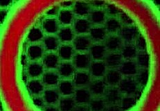 Vicky Vette Says, 'Watch Me Eat and Ride This Cock Until I Swallow My Boyfriend's Cum!'