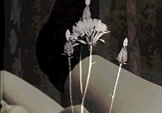 Vintage Blowjobs Presented