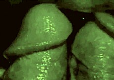 Dark Lantern: Stepmothers' Sins in Vintage Erotic Confessions.